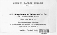 Rhytisma salicinum image